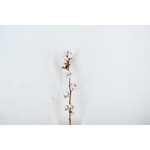 DF Katoen Gossypium 10 Bol Selected