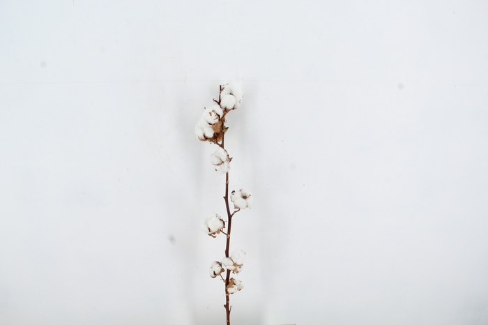 <h4>DF Katoen Gossypium 10 Bol Selected</h4>