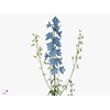 Delphinium Single Sky Waltz