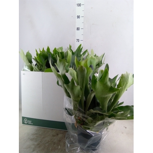 Platycerium bifurc. 'Netherlands'