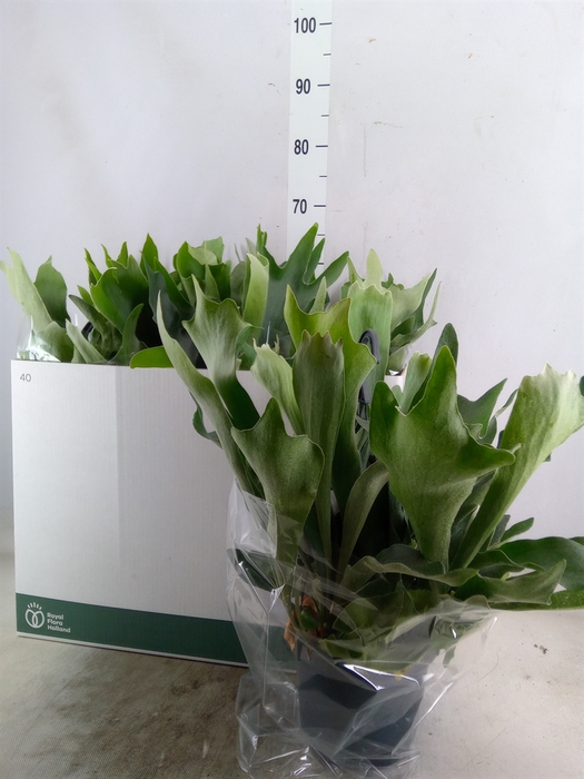 <h4>Platycerium bifurc. 'Netherlands'</h4>
