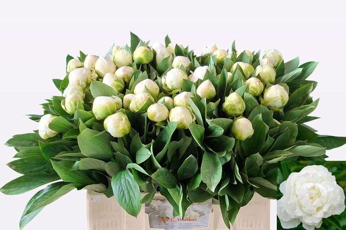 <h4>PAEO L MME CL TAIN</h4>