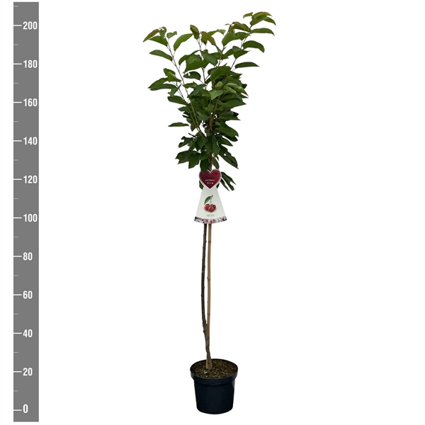 <h4>Prunus a. Hedelfinger Riesenk. halfstam</h4>