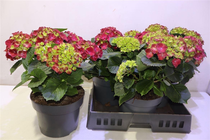 <h4>Hydr M Hi Fire</h4>