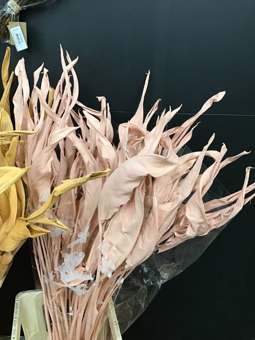 Dried Strelitziablad Champagne P Stem