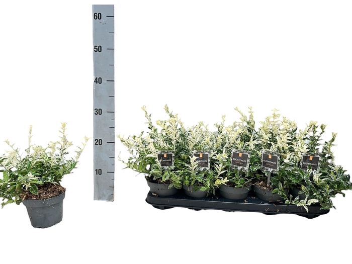<h4>EUONYMUS FO HARLEQUI</h4>