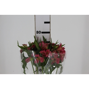 ALSTROEMERIA ALYNA 080 CM