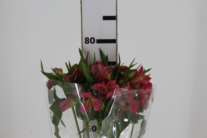 <h4>ALSTROEMERIA ALYNA 080 CM</h4>