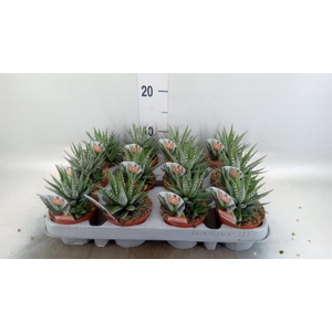 Haworthia fasciata 'Big Band'