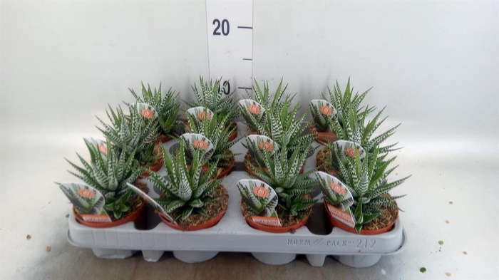 <h4>Haworthia fasciata 'Big Band'</h4>