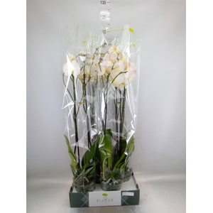 Phalaenopsis   ...white