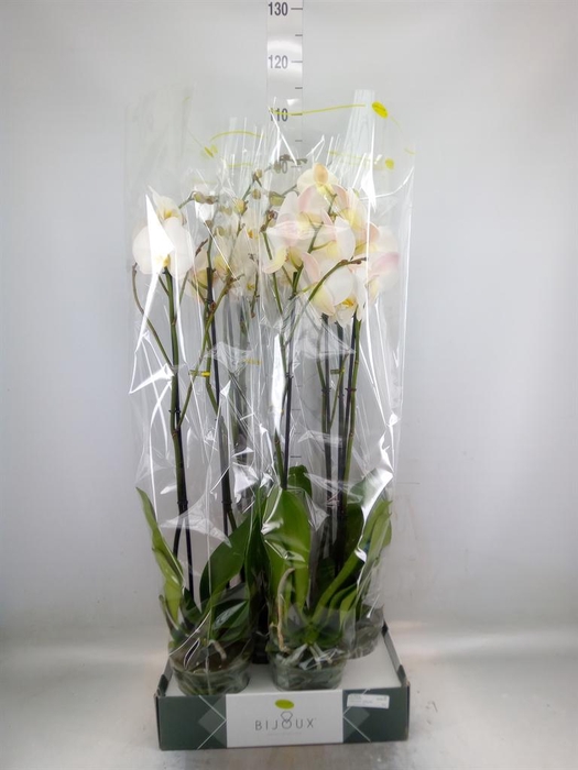 <h4>Phalaenopsis   ...white</h4>