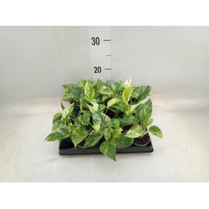 Epipremnum pinn. 'Marble Queen'