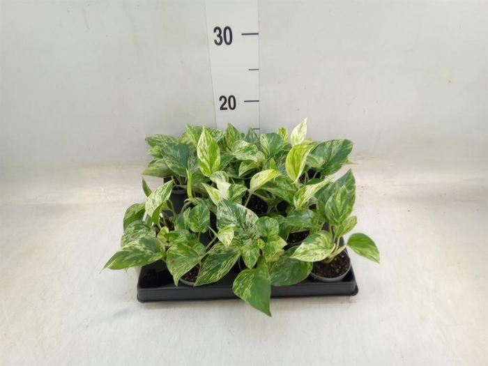 <h4>Epipremnum pinn. 'Marble Queen'</h4>