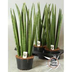 SANSEV CYLINDRICA OV