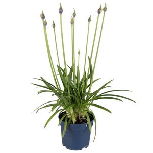Agapanthus Amourette Shocking Blue, 6+ tak