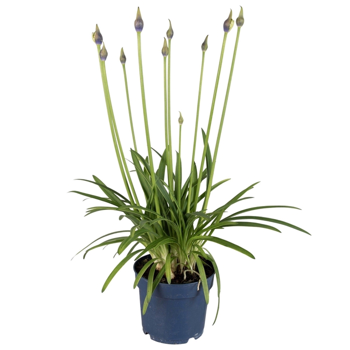 <h4>Agapanthus Amourette Shocking Blue, 6+ tak</h4>