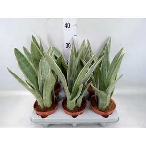 Sansevieria trifa.   ...