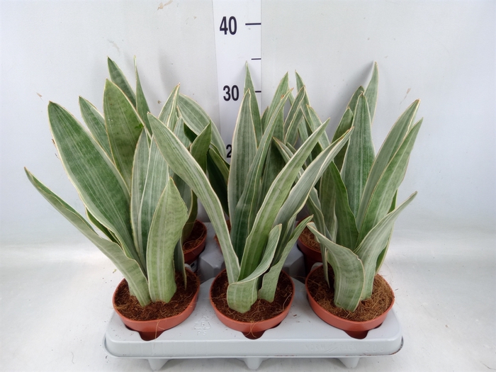 <h4>Sansevieria trifa.   ...</h4>