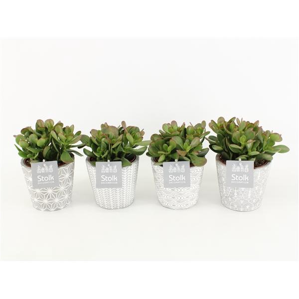 <h4>Crassula Ovata in Star pot</h4>