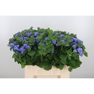 Ageratum Blue Horizon