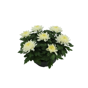 Chrysanthemum  'Cosmo White'