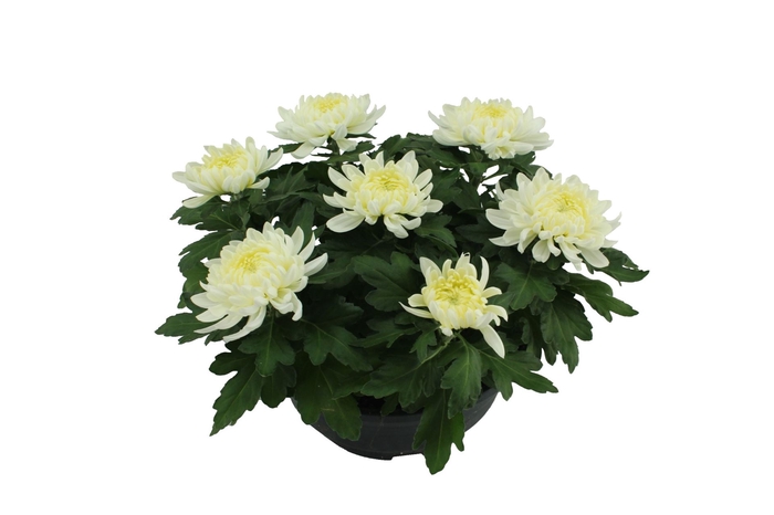 Chrysanthemum  'Cosmo White'