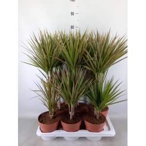 Dracaena marg. 'Bicolor'