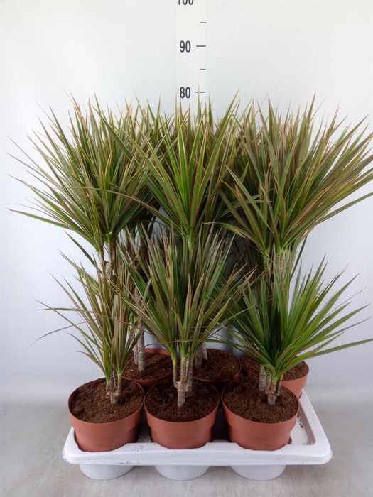 <h4>Dracaena marg. 'Bicolor'</h4>