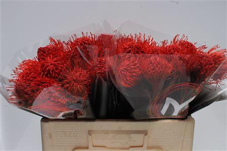 <h4>Leuco Klbh Red</h4>