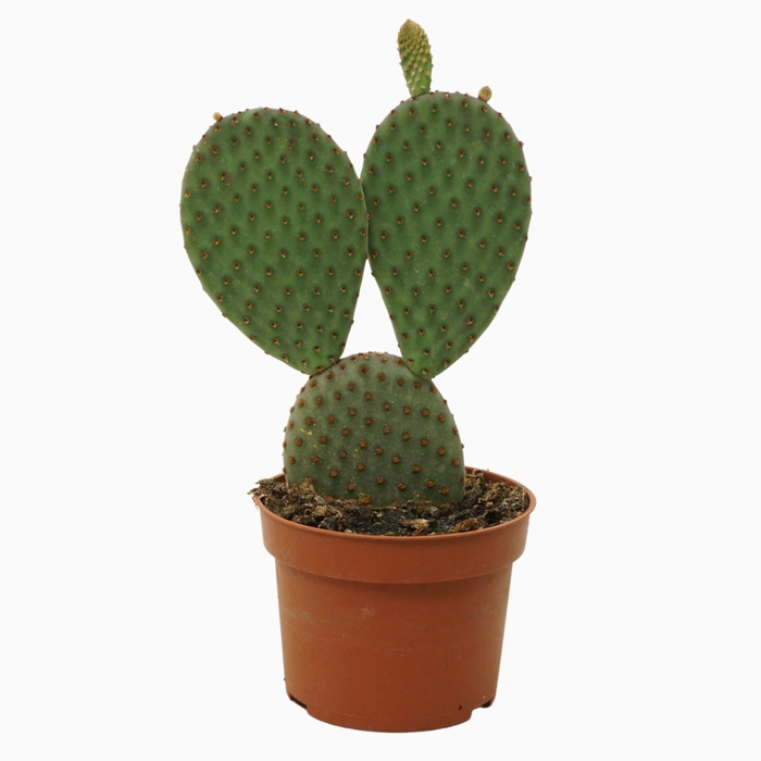 <h4>Opuntia microdasys</h4>