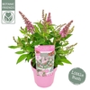 Buddleja Butterfly Candy Little Pin