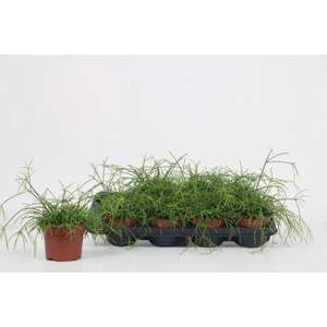RHIPSALIS OV