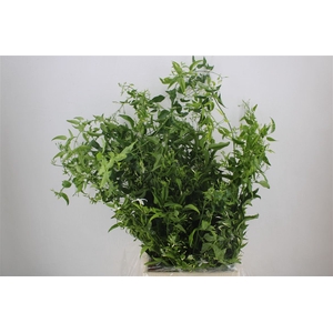 Jasmijn Ranken P Bunch