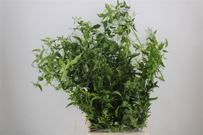 <h4>Jasmijn Ranken P Bunch</h4>