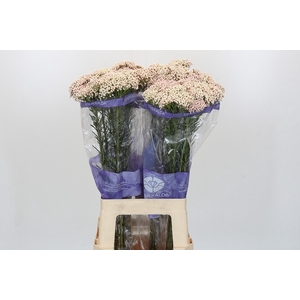 Ozothamnus Cooks Pink