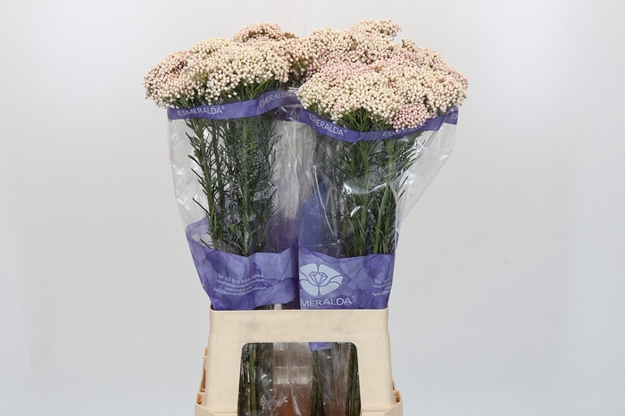 <h4>Ozothamnus Cooks Pink</h4>