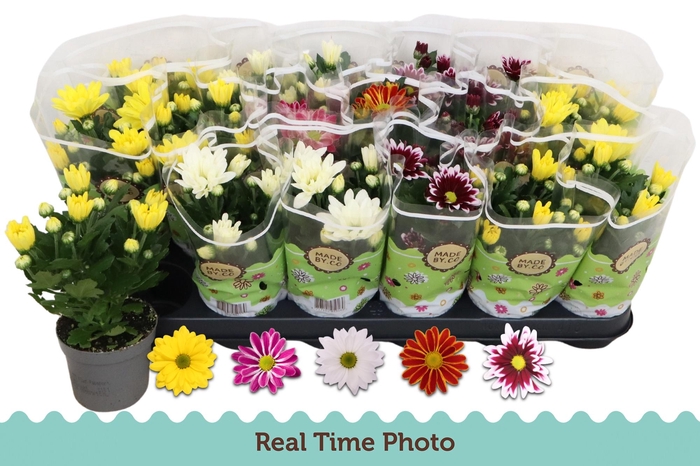 <h4>CHRYS GEM 5 KL</h4>