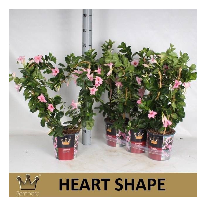 <h4>MANDE SUN CR PINK</h4>