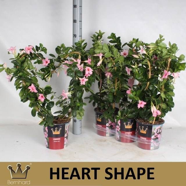 <h4>MANDE SUN CR PINK</h4>
