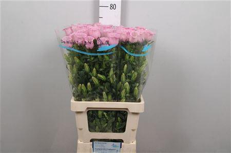 <h4>Camp M Pearl Pink</h4>