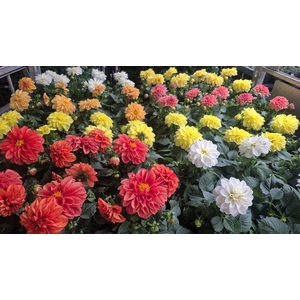 DAHLIA MIXK 5 KL