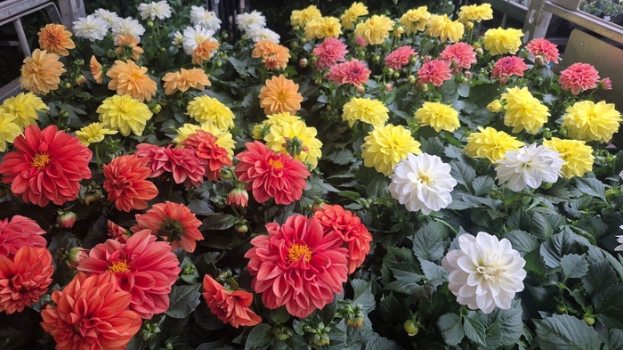 <h4>DAHLIA MIXK 5 KL</h4>
