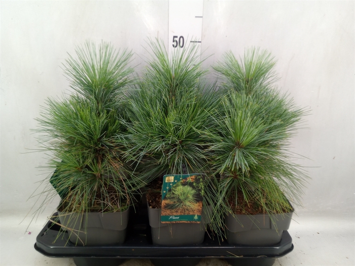 <h4>Pinus schwerinii</h4>