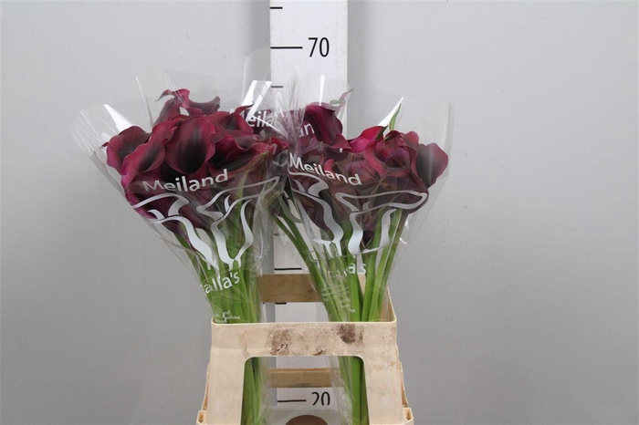 <h4>Zant Rudolph</h4>