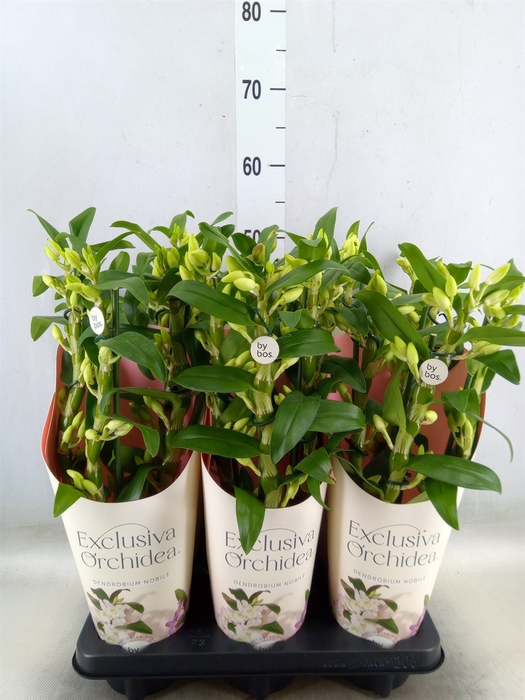 <h4>Dendrobium nob. 'StarCla Apollon'</h4>