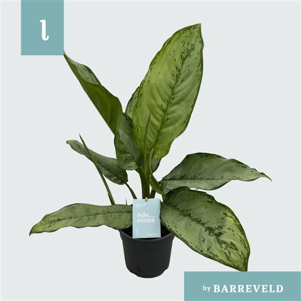 <h4>Green Agla 'Freedman' (Aglaonema)</h4>