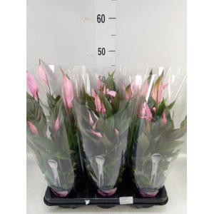 Spathiphyllum  'Bellini'