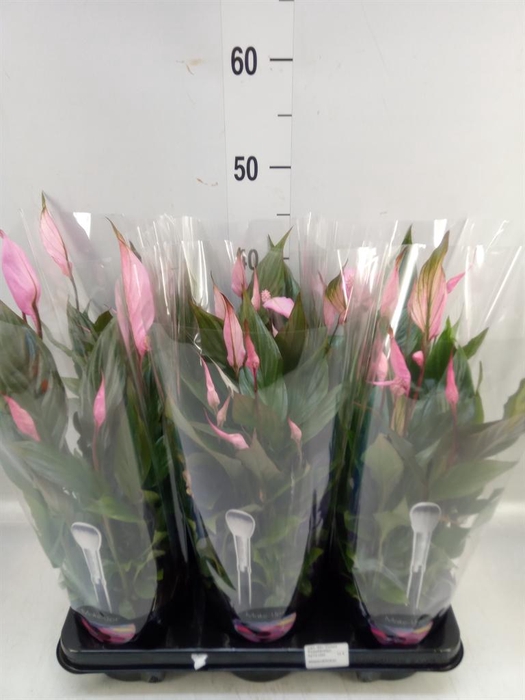 <h4>Spathiphyllum 'Bellini'</h4>