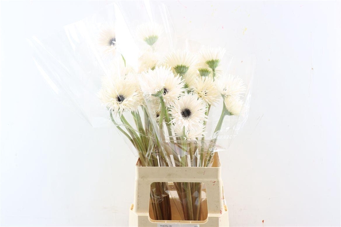 Ge Gr Spi Garden Ghost